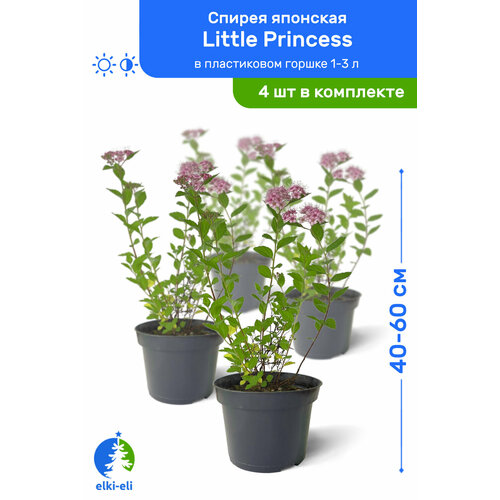    Little Princess ( ) 40-60     1-3 , ,   ,   4 ,   5580 
