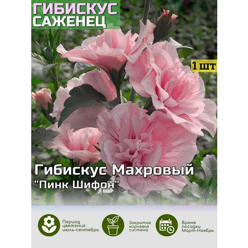 ���� �������� ���� ����� ������� ���, ������ �� 659 ���