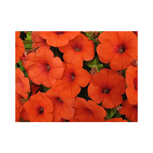 ���� ������ ������ ������� ��������� ��������� ����� F1 (5 ��.), ������ �� 252 ���