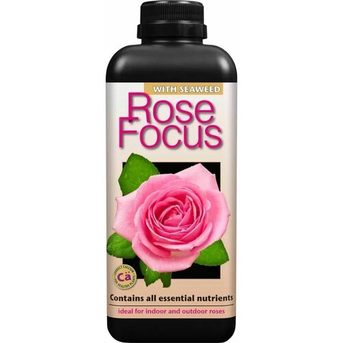    , Rose Focus 1        -     , -, 