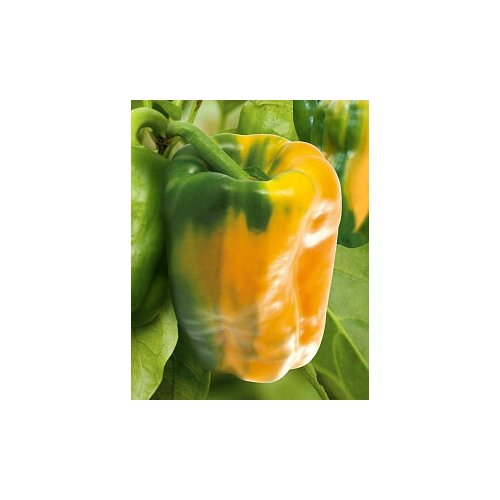 ���� ������ ����� ������� 