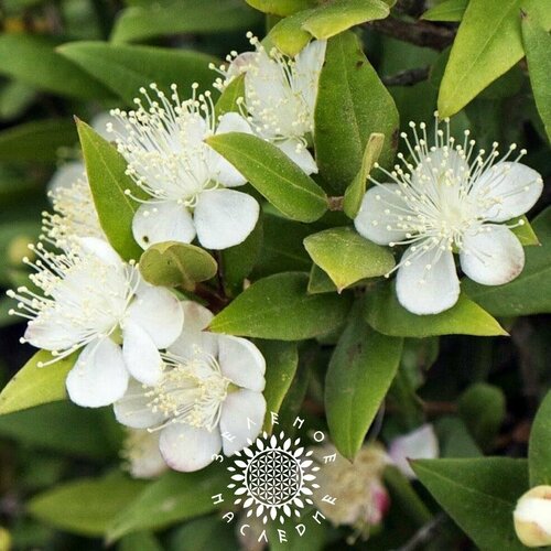     (. Myrtus communis) 15  2 ,   420 