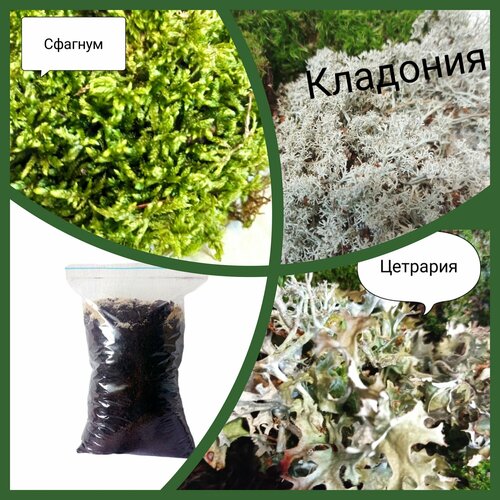 ���� ����� ��� ���������� 