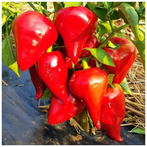 ���� ������ ������ ����� ������� ���� 5 ��., ������ �� 250 ���