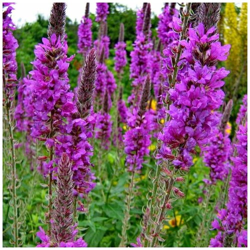 ���� ������ ������ ��������� ���������� 100 ��., ������ �� 300 ���