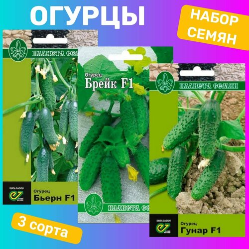 ���� ����� ����� ������� / ����� F1, ����� F1, ������ F1, ������ �� 589 ���