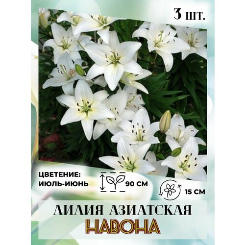 ���� ����� ���������, �������� 3 ��, ����������� �����, ������ �� 410 ���