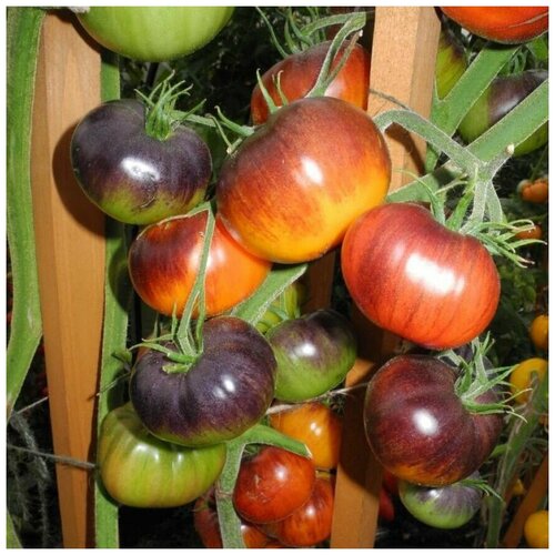 ���� ������ ������ ����� Lusid Gem 10 ��., ������ �� 320 ���