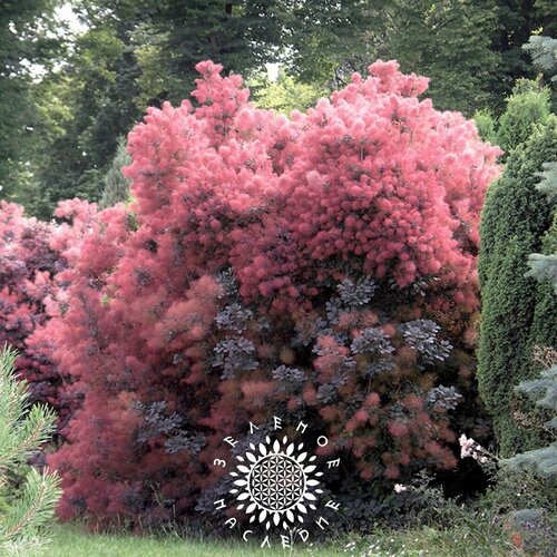 ���� ������ ������� ���������� (���. Cotinus coggygria) 30�� �� Green Legacy, ������ �� 321 ���