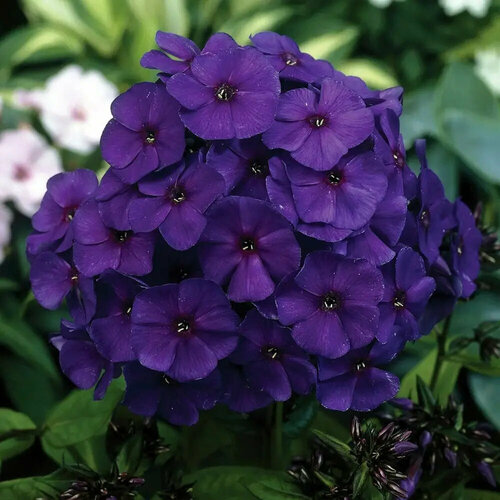 ���� ������ ����� ����������� ���� 0,1 � (1 ��������), ������ �� 516 ���