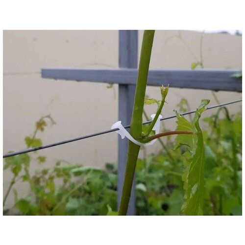 ���� ������, ��������, �������� ��� ��������� � ������ �������� ���������, ������������, 100 ��., ������ �� 350 ���