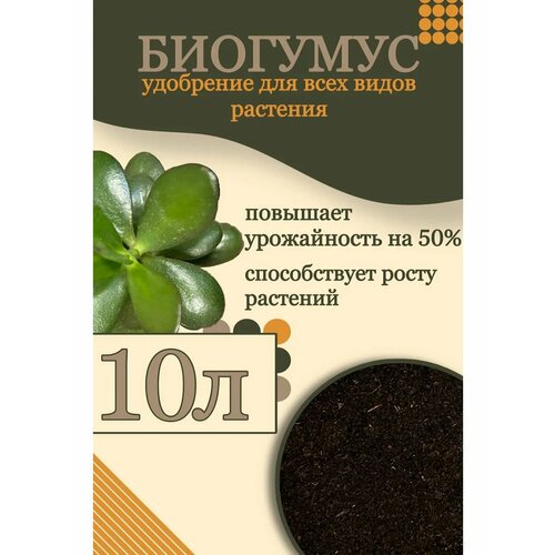    10  ,  -  GOLD GARDEN,   565 