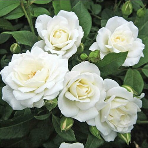 ���� ���� ��������� �������, ������ �� 645 ���