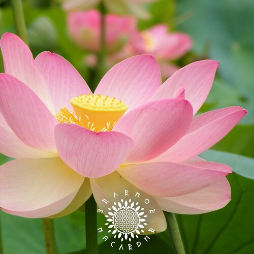     (. Nelumbo nucifera) 5  Green Legacy,   350 