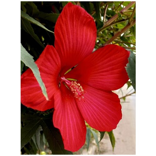      (Hibiscus herbaceous), 10 ,   410 