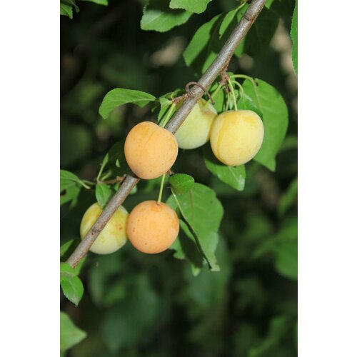    (. Prunus myrobalana)  5 ,   350 