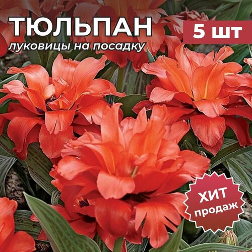 ���� �������� �������� �� ������� 