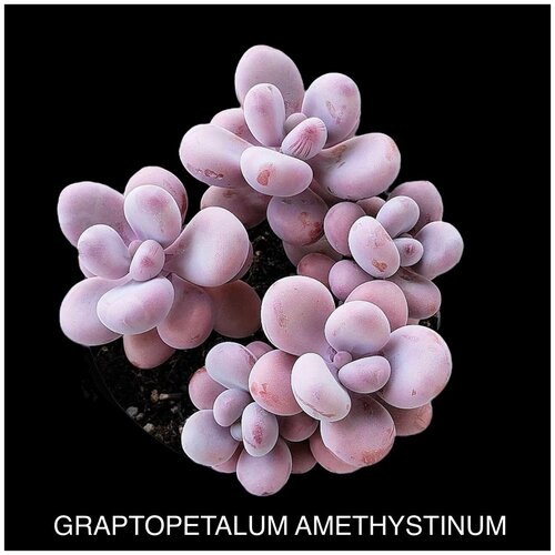 ���� ������������� ����������� ����� ��� �����������, ������ �� 599 ���