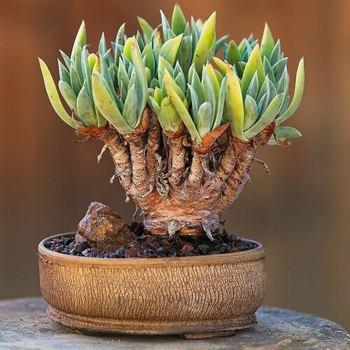   , Dudleya Lanceolata, ,    -     , -, 