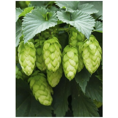 ���� ������ ����� ������������ �������� (Humulus lupulus), 25 ����, ������ �� 400 ���