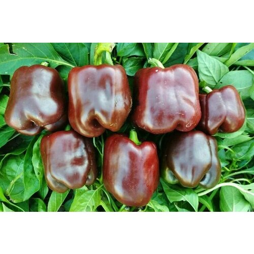 ���� ������������� ������ ����� �������� �������, ������ �� 102 ���