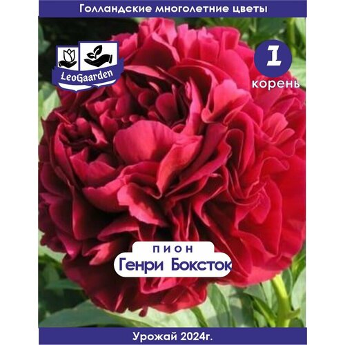 ���� ���� ���������, ����� �������, 1 �� (��), ������ �� 750 ���