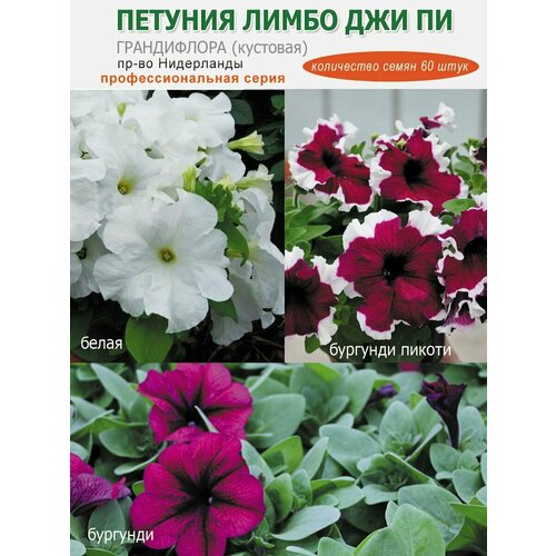 ���� ������� ����������� ����� ����� ��� ��, 60 ����, ������ �� 402 ���