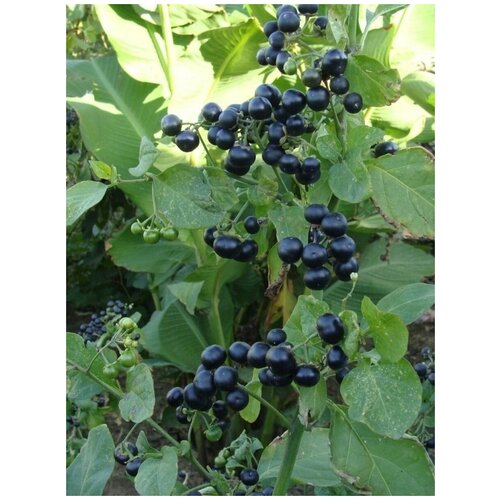 ���� ������ �������� (Solanum retroflexum), 15 ����, ������ �� 400 ���