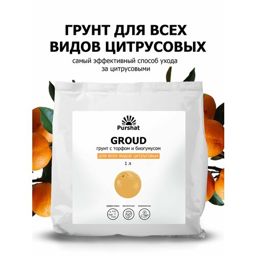   ()   (, , ) .       (Purshat) 1 ,   561 