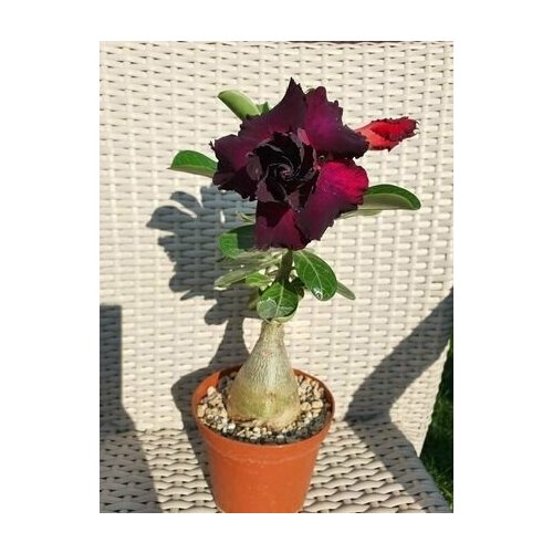    ,  ,         ,    , 3  ,   423 