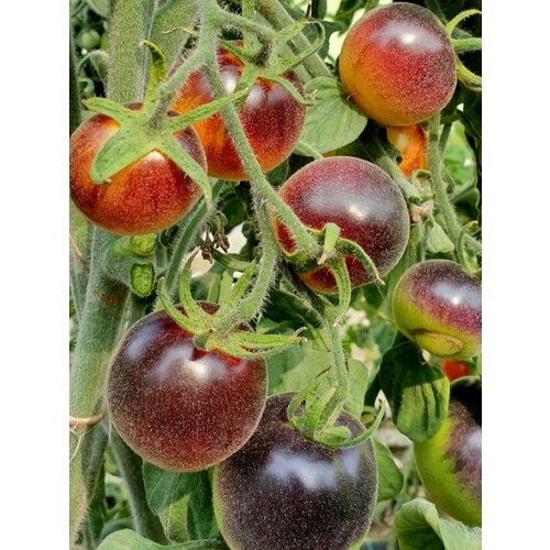 ���� ������ ����� �������� ���� ����� (Woolly Kate yellow), 10 ����, ������ �� 350 ���