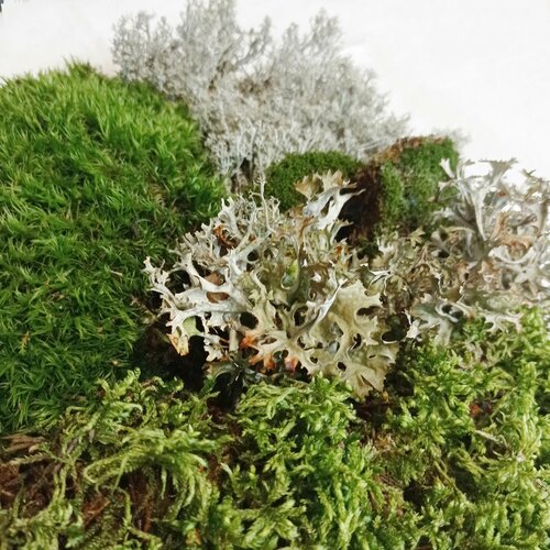 ���� ����� ��� ��������� �� 3 ����� ���: ��������, ��������, ������� + ����� 2,5�., ������ �� 1512 ���