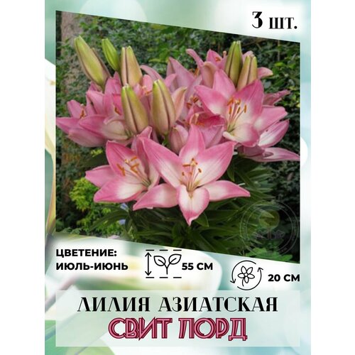 ���� ����� ���������, �������� 3 ��, ����������� �����, ������ �� 410 ���