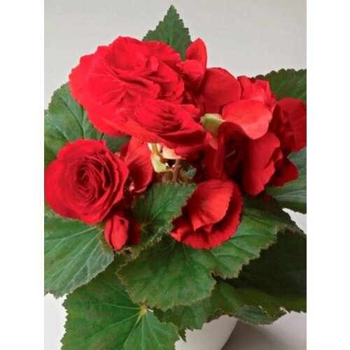 ���� ������ ������� ������ F1 �������, ������ �� 249 ���