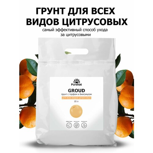   ()   (, , ) .       (Purshat)10 ,   1217 