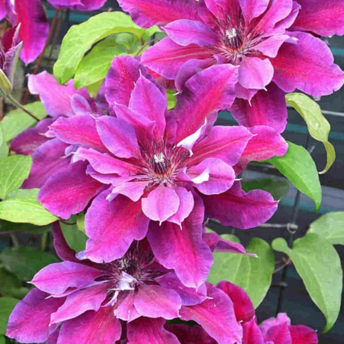 ���� �������� ��� ����� (1 ������� � ������ 15-25 ��). Szkolka roslin A.M (������), ������ �� 1931 ���