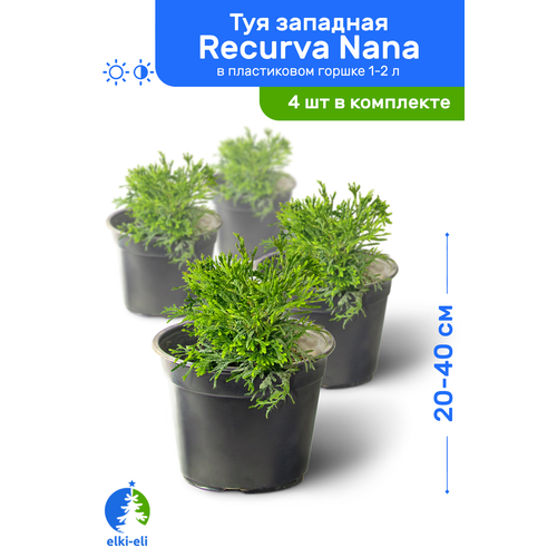    Recurva Nana ( ) 20-40     1-2 , ,   ,   4 ,   4200 